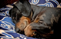 How to Make a Doxie Pillow Sandwich